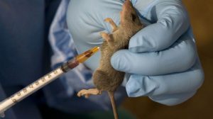 Nigeria records more Lassa fever deaths as toll rises to 40