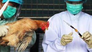 Avian Influenza hits two Poultry’s farms in Kebbi