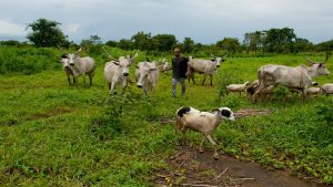 Benue’s law against open grazing still in force