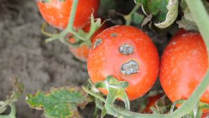 Tuta Absoluta disease ravages over 300 tomato farms worth N1.3 billion in Kano