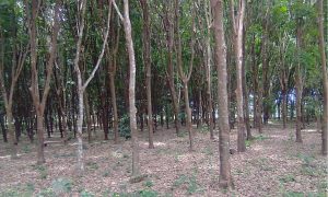 Natural rubber future of Nigeria’s economy – Umoh