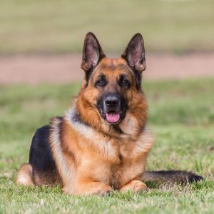 Tame your dogs or face prosecution — Osun govt warns