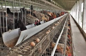  Amo Farm Sieberer Hatchery Limited Celebrates World Food Day, Pledges to Strengthen Commitment to Agricultural Development