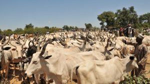 Locals attempted to steal cattle – Nigerian military reveals reason for Mangu crisis