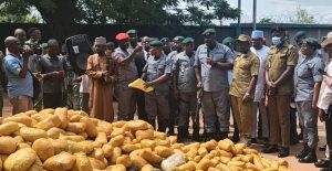 Ogun Customs Seizes N6.7 Billion Cannabis Rice Fuel In Major Anti Smuggling Crackdown