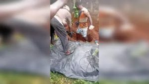 Police Arrest Four Suspects Over Death Of 23 Year Old Lady Despite Collecting N2m Ransom From Family