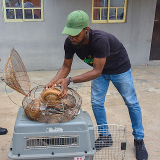 Customs FOU Zone ‘A’ Rescues Another Five Live Pangolins in Ogun State
